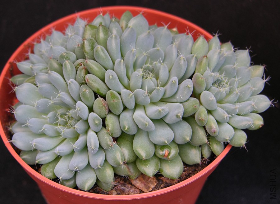 008_Image13_Echeveria_sp_SU084-vi.jpg