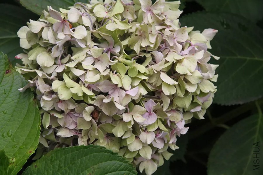 psb4IXNLV21.jpg
