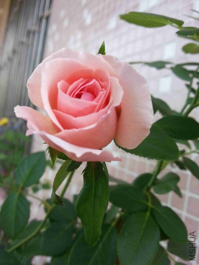 20140705_093903.jpg