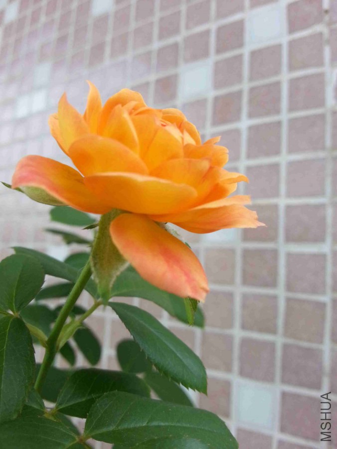 20140705_093930.jpg