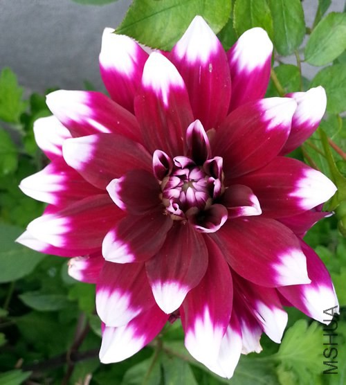 �������� Mystery Day20140707.jpg