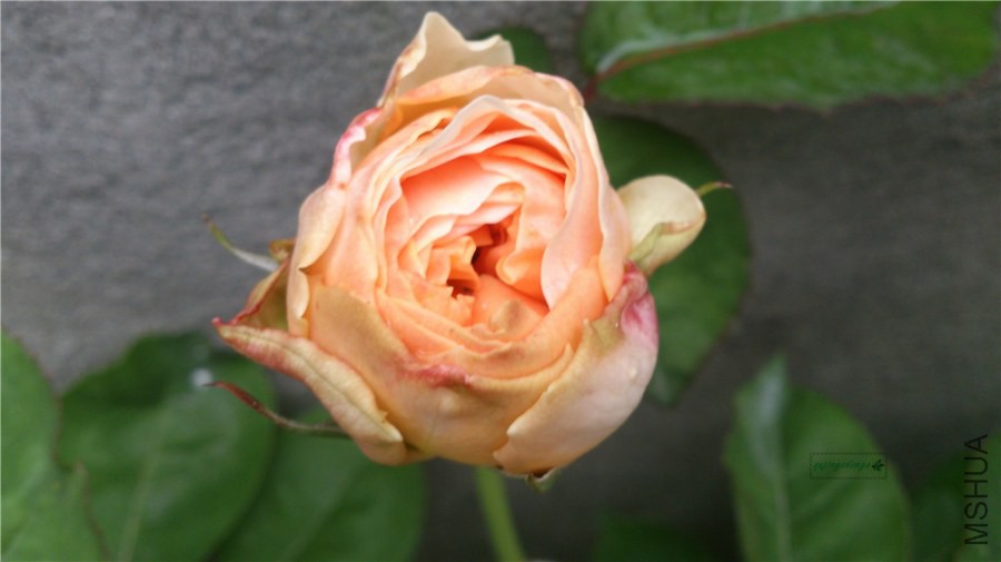 DSC_0018.jpg