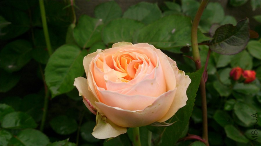 DSC_0069.jpg