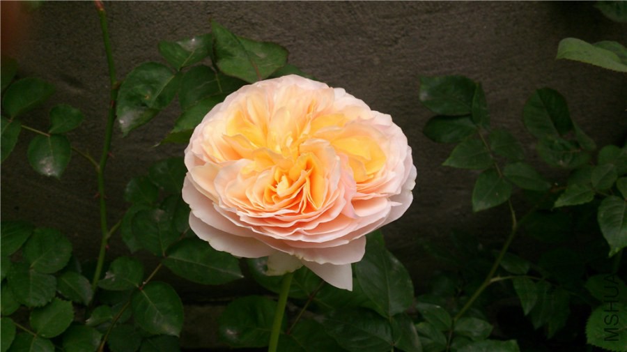 DSC_0342.jpg
