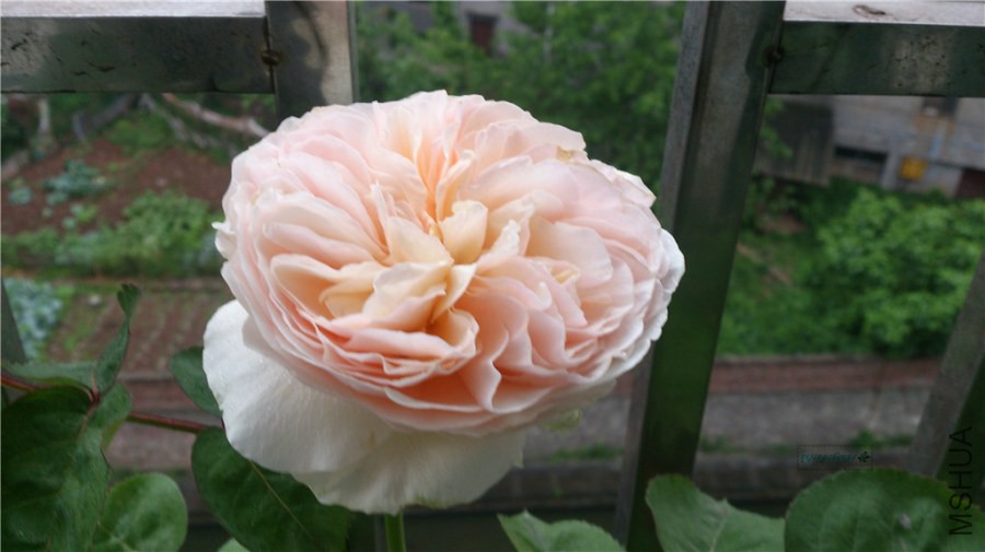 DSC_0521.jpg