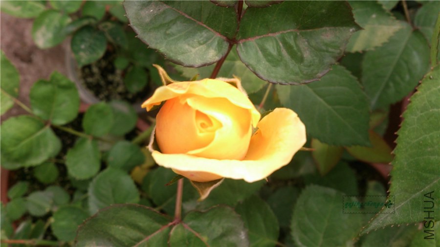 DSC_0158.jpg