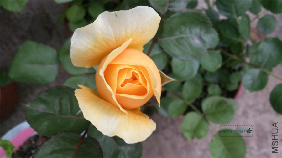 DSC_0179.jpg