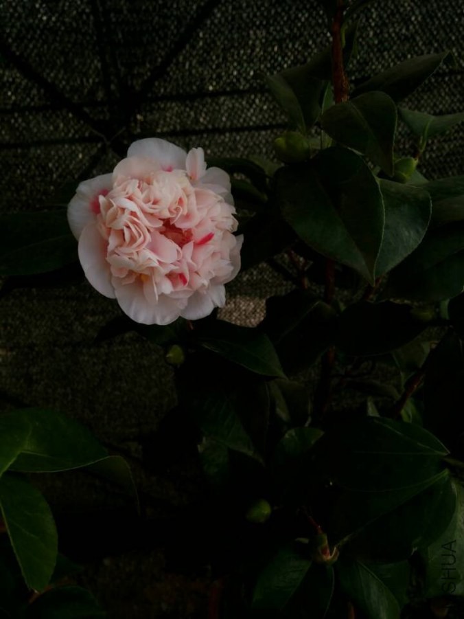 QQͼƬ20140707113557.jpg
