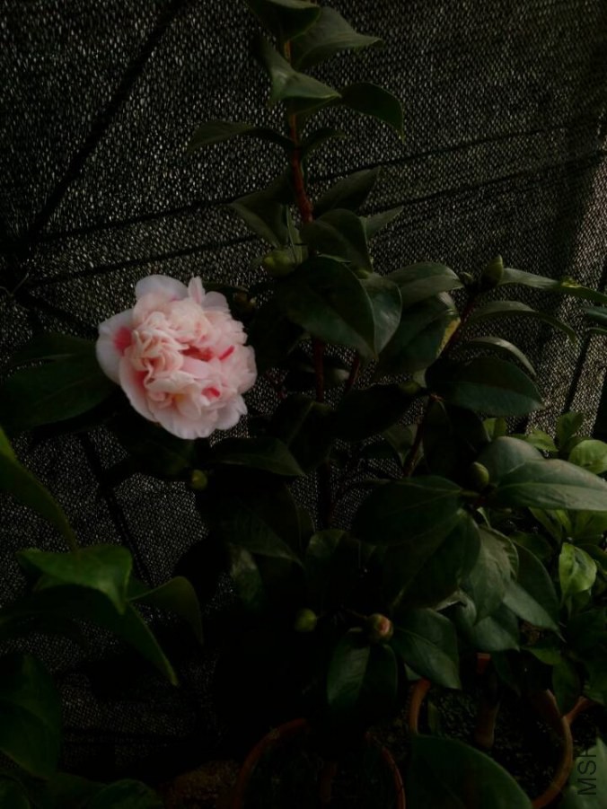 QQͼƬ20140707113611.jpg