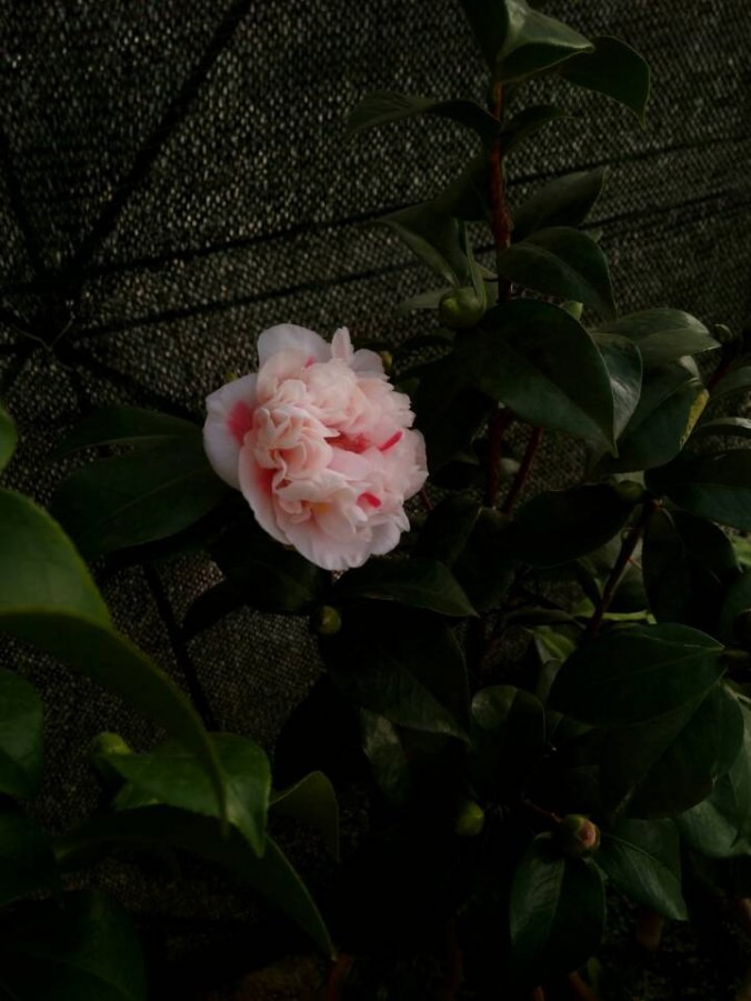QQͼƬ20140707113618.jpg
