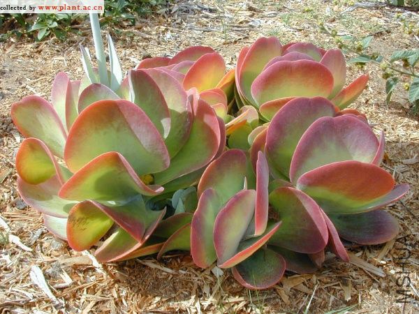 starr_011104_0341_kalanchoe_thyrsiflora.jpg