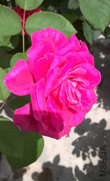 IMG_20140706_110345.jpg
