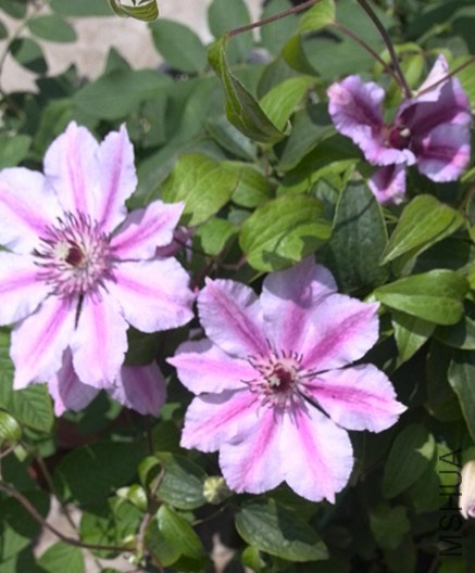 IMG_20140706_110355.jpg