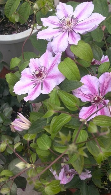 IMG_20140707_111910.jpg