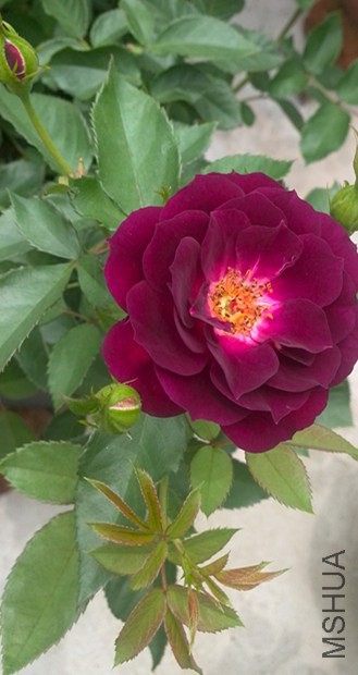IMG_20140707_111905.jpg