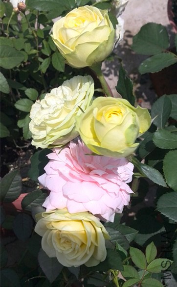IMG_20140706_110555.jpg