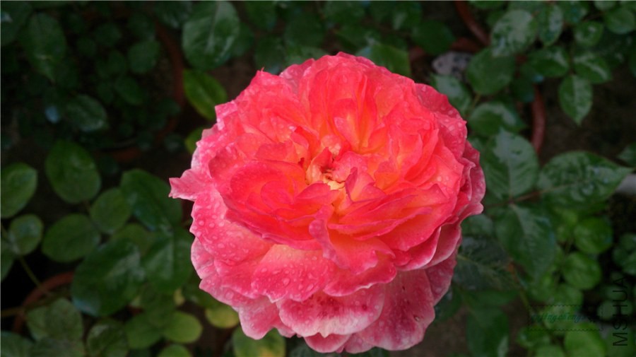 DSC_0820_��ת.jpg