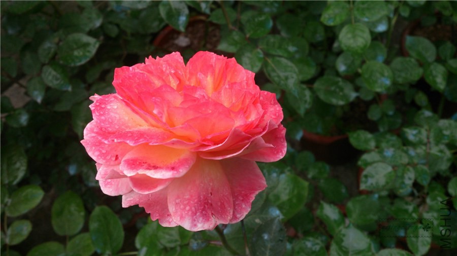 DSC_0821.jpg