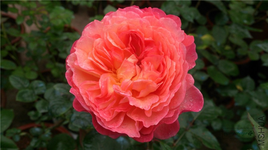 DSC_0812.jpg