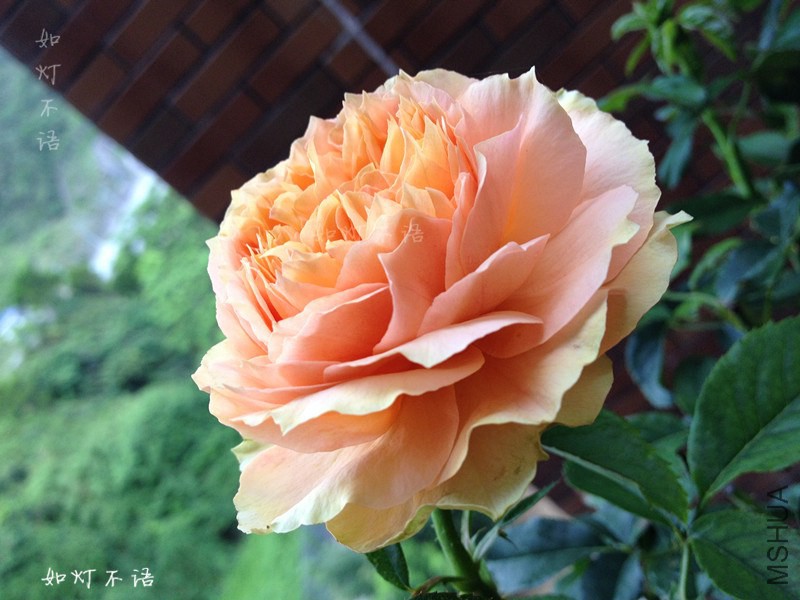 M001.jpg