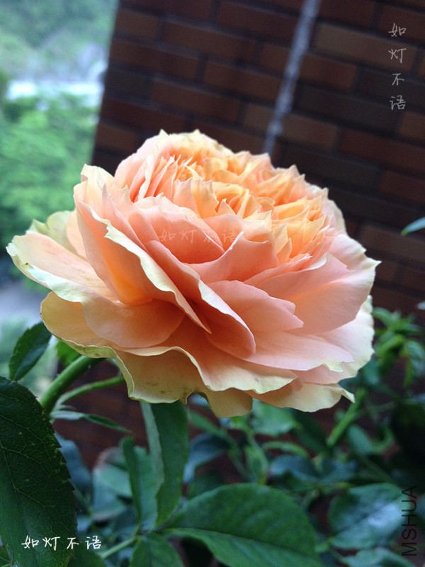 M002.jpg