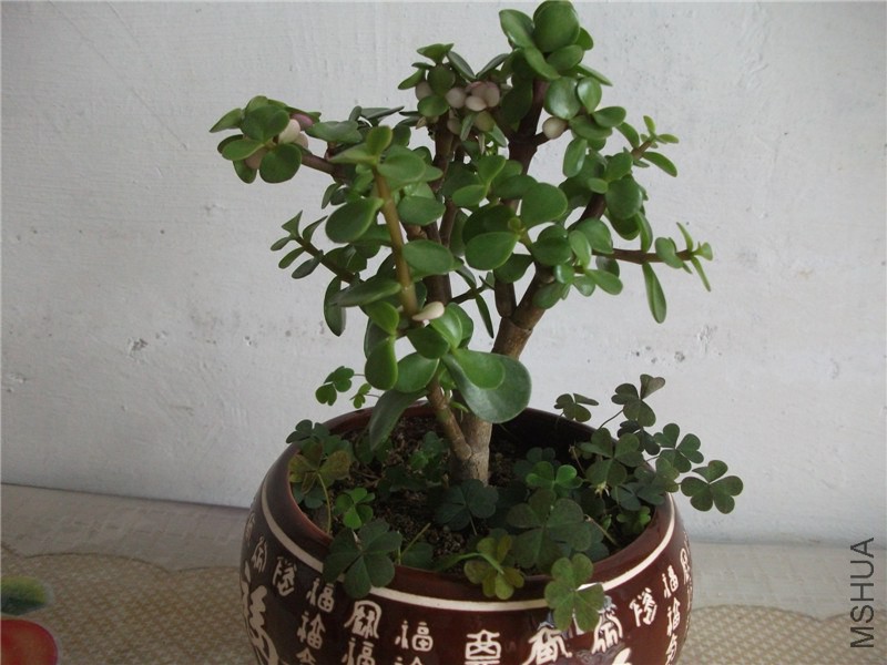 ��Ƭ 019.jpg
