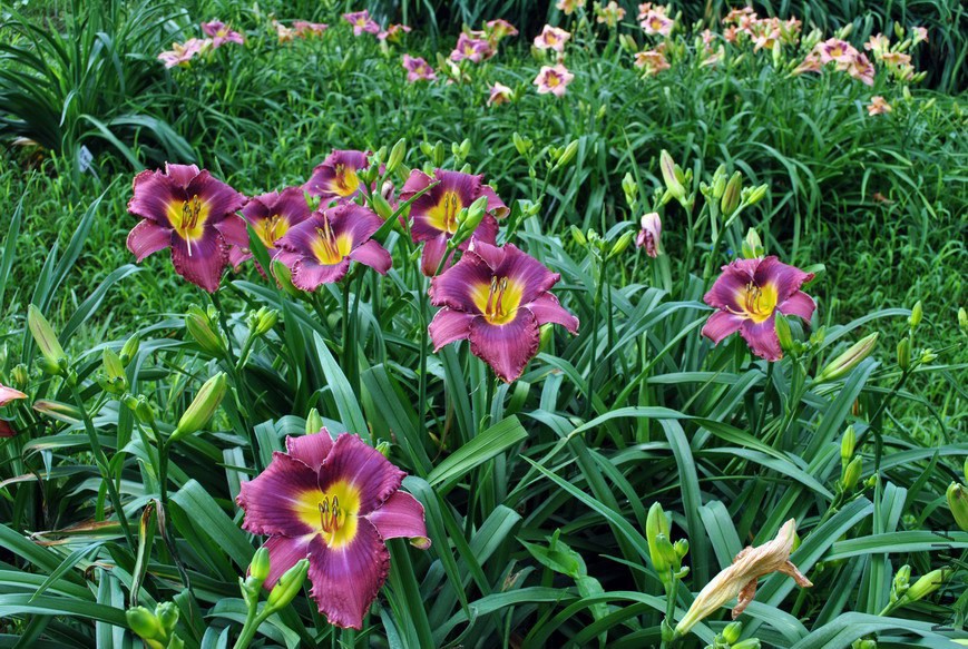 F1-200��Ը(XinYuan) (1).jpg