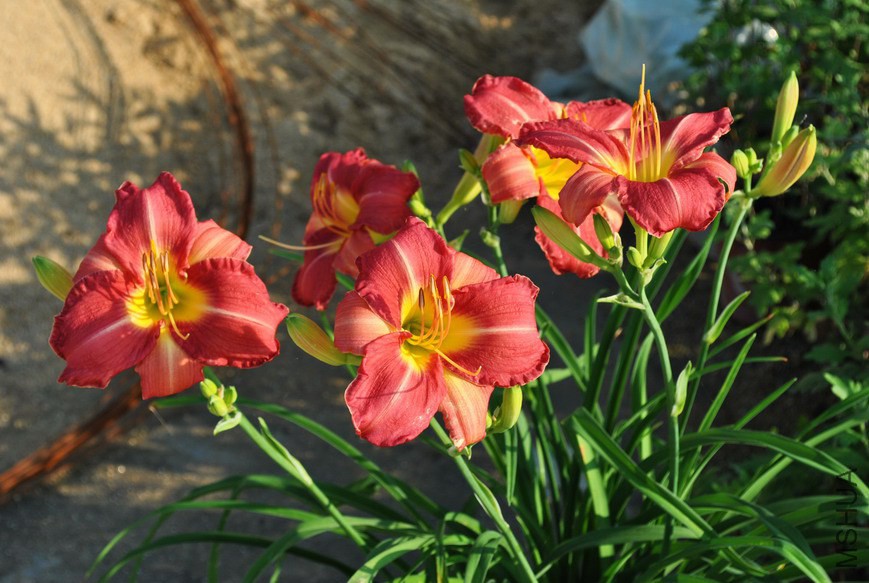 F1-110�ͷ��� (2).jpg