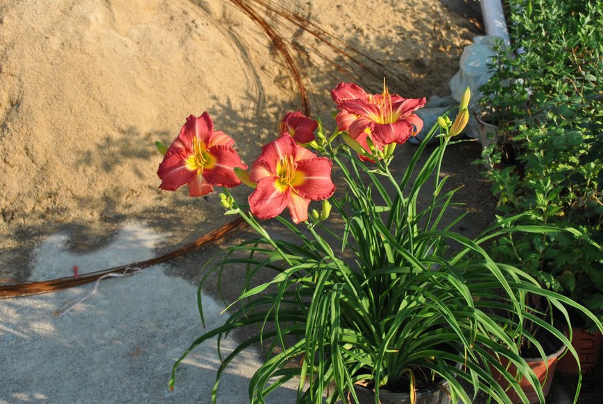 F1-110�ͷ��� (3).jpg