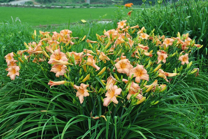 F1-91���� (1).jpg