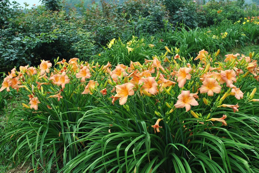 F1-91���� (3).jpg