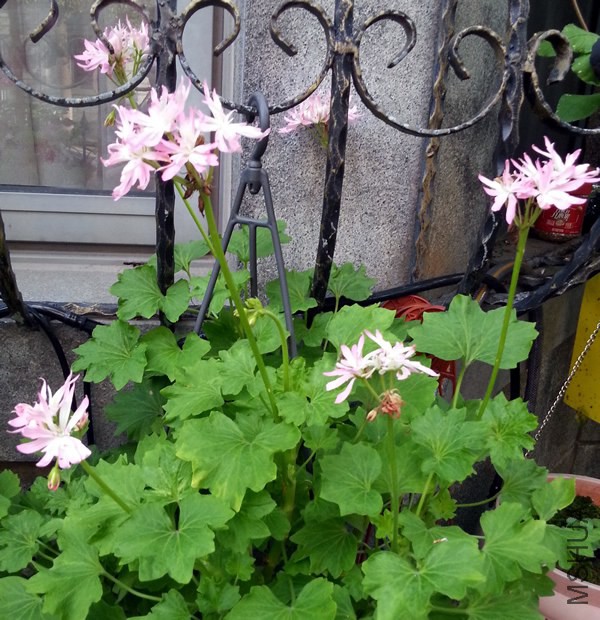 ���ÿ���Win Ellison20140708.jpg