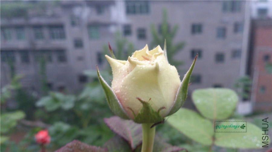 DSC_0469.jpg