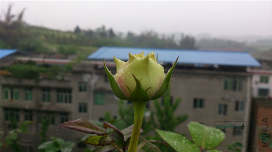 DSC_0543.jpg