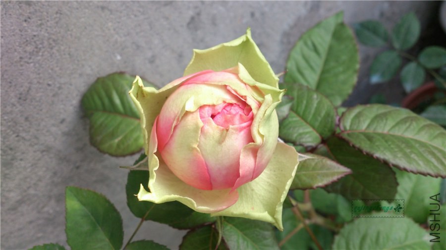 DSC_1017.jpg