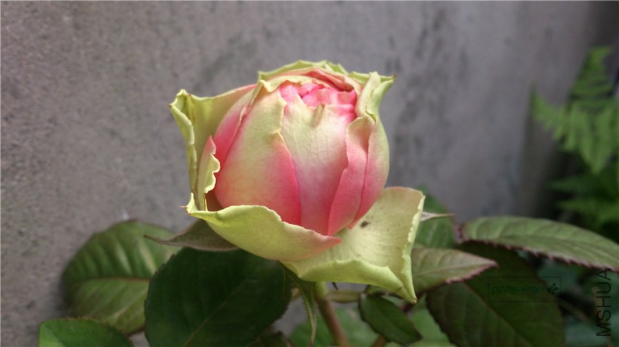 DSC_1018.jpg