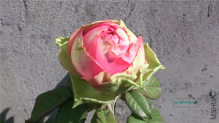 DSC_1039.jpg