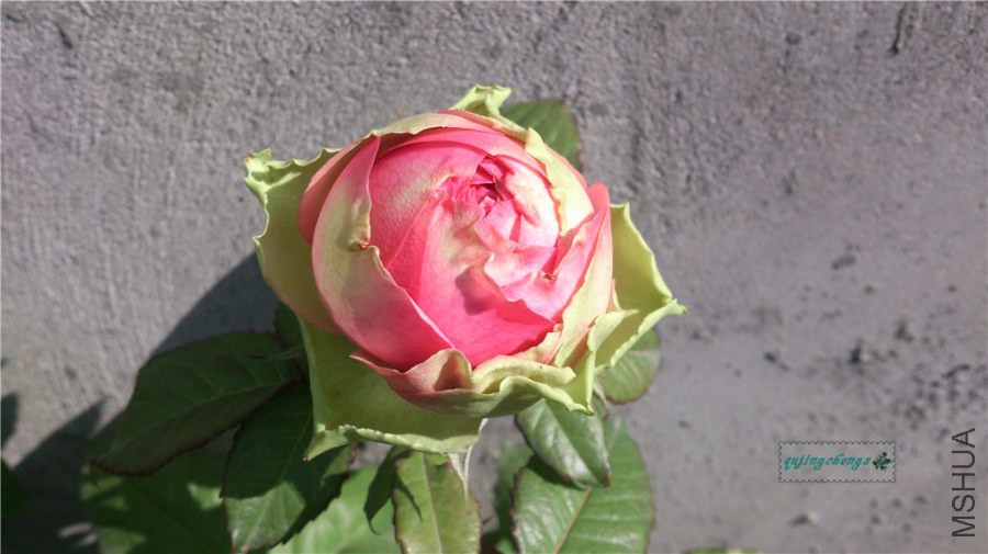 DSC_1040.jpg
