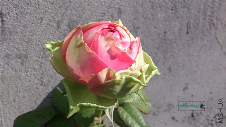DSC_1041.jpg