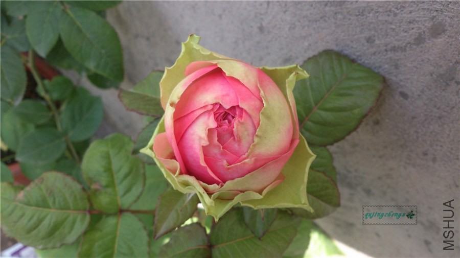 DSC_1042.jpg