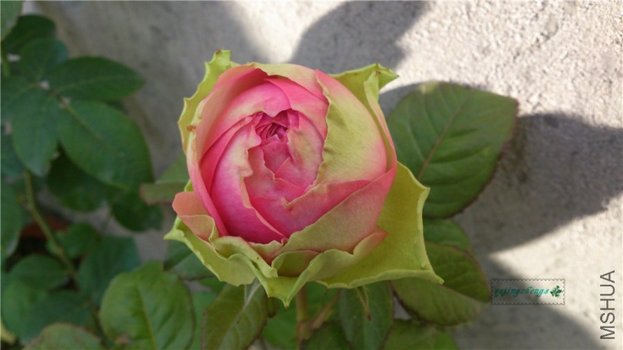 DSC_1043.jpg