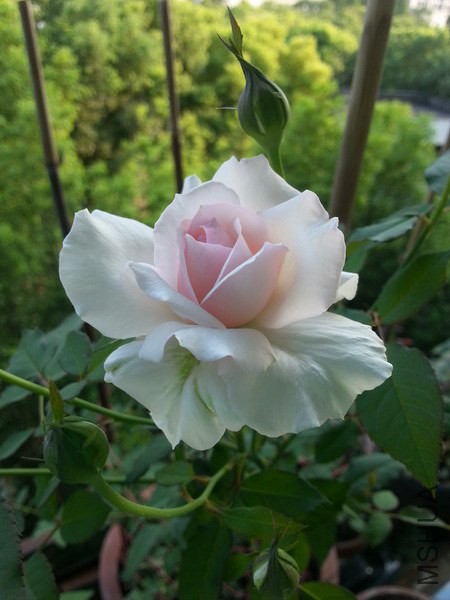20140708_175715_��С��С.jpg