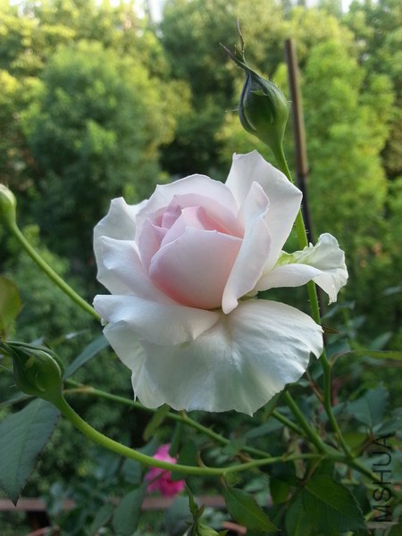 20140708_175921_��С��С.jpg
