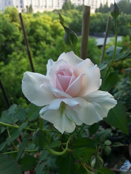 20140708_181948_��С��С.jpg