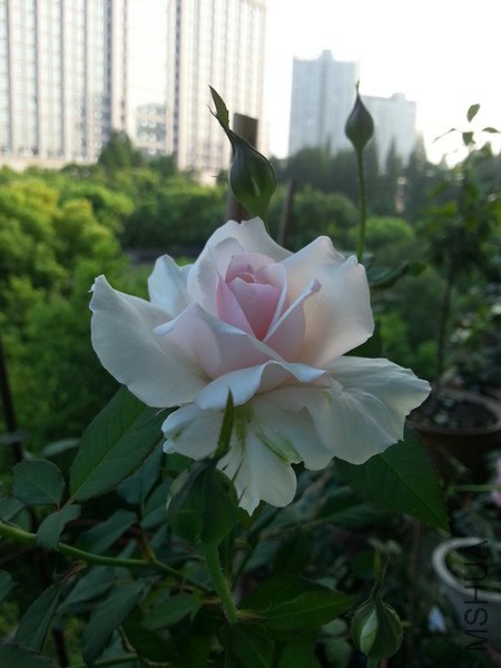 20140708_182139_��С��С.jpg