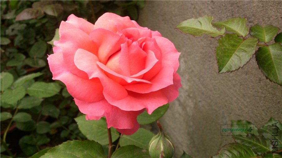DSC_0336.jpg