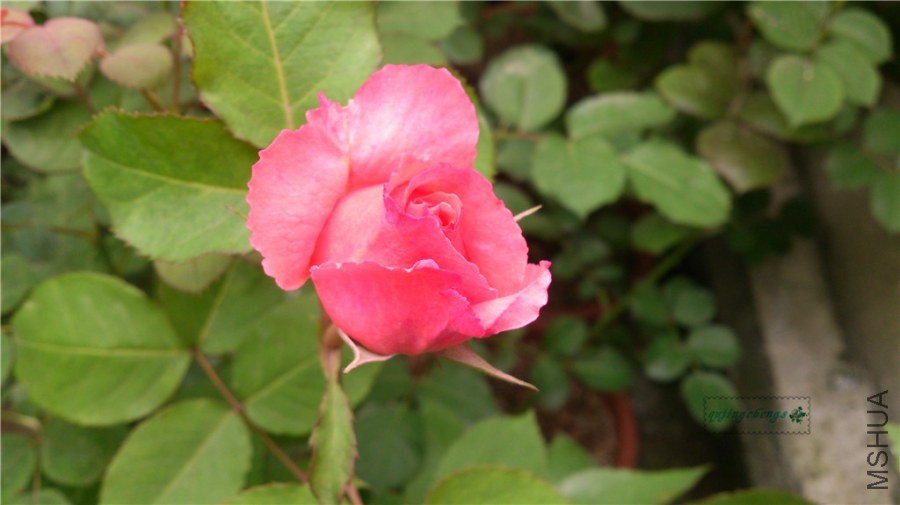 DSC_0338.jpg