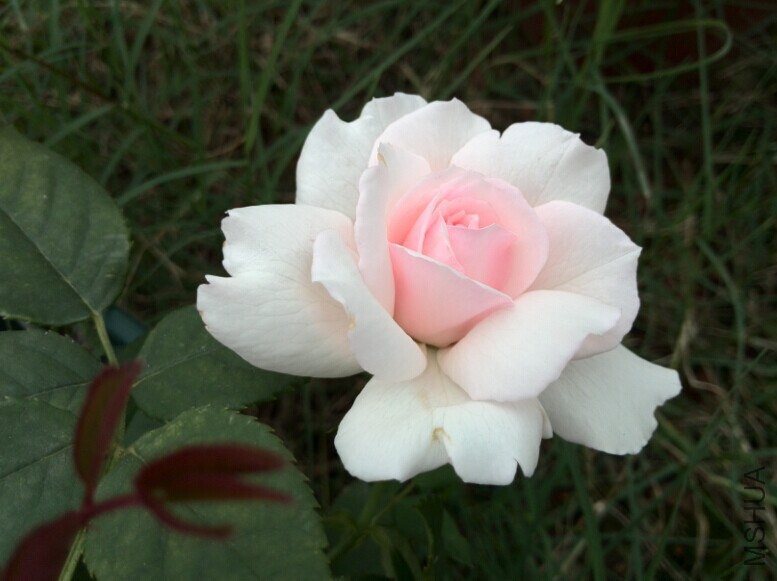 QQͼƬ20140709085013.jpg