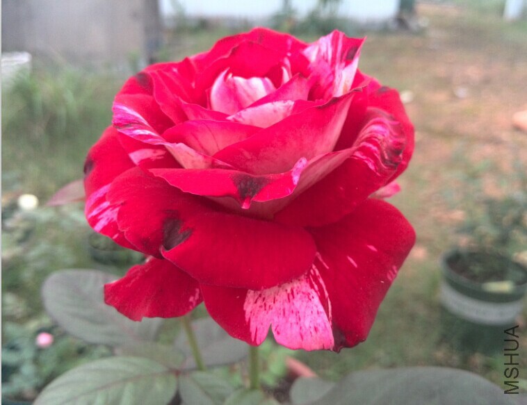 QQͼƬ20140709085356.jpg