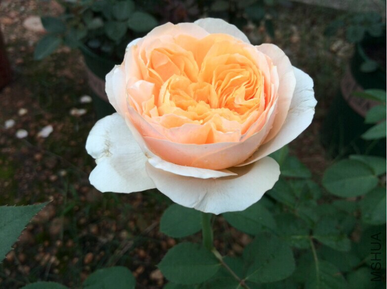 QQͼƬ20140709085416.jpg